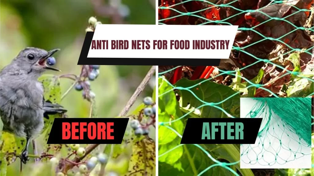 Protecting Your Harvest: The Advantages of Anti Bird Nets in the Food Sector in Hyderabad