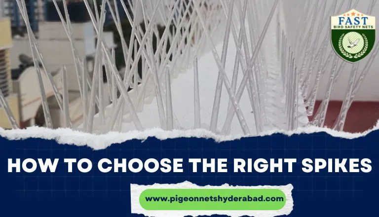 How to Choose the Right Bird Spikes in Hyderabad