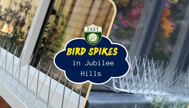 Bird Spikes in Jubilee Hills