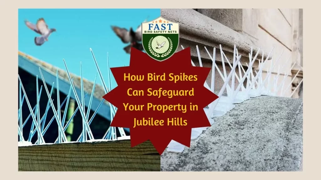 how bird spikes can safeguard your property in jubilee hills