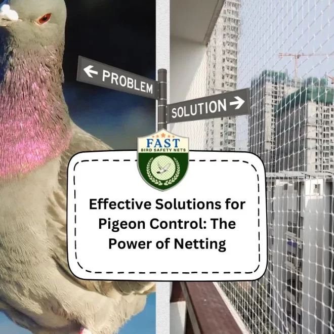 Effective Solutions for Pigeon Control: The Power of Netting