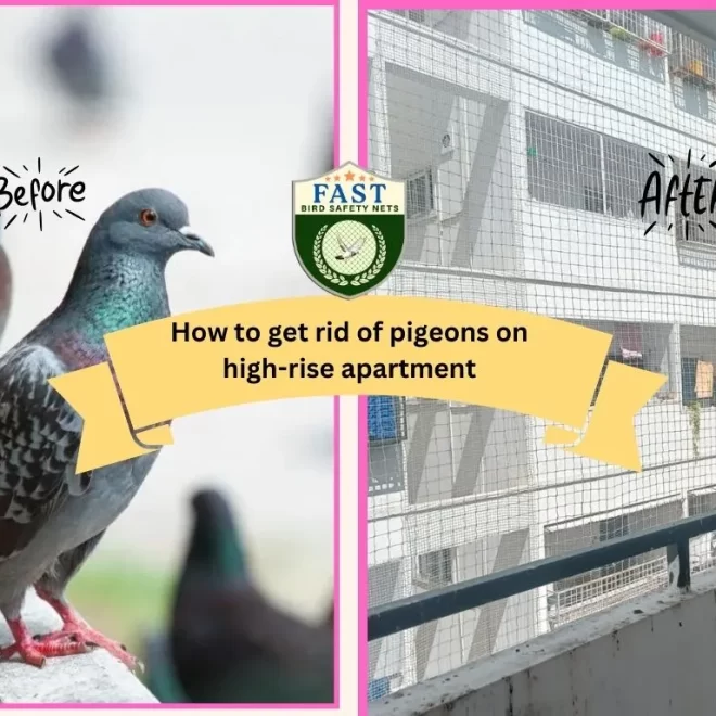 How to Get Rid of Pigeons in High-Rise Apartments?