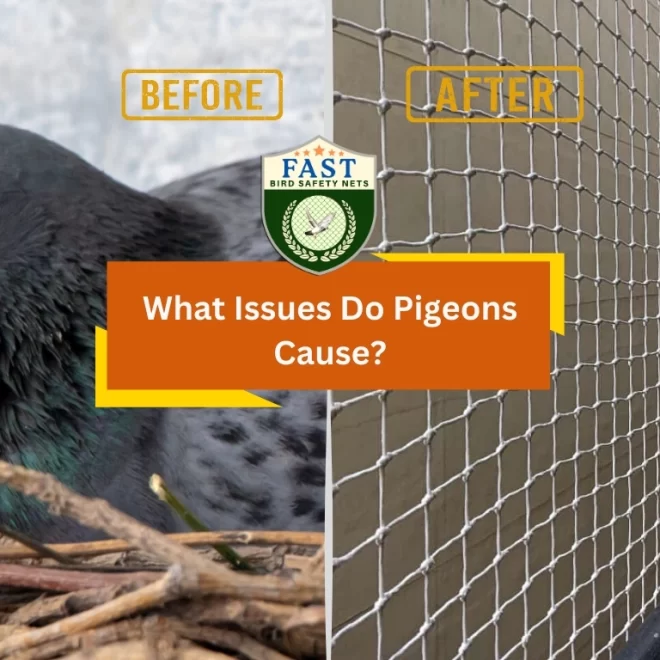 What Issues Do Pigeons Cause?