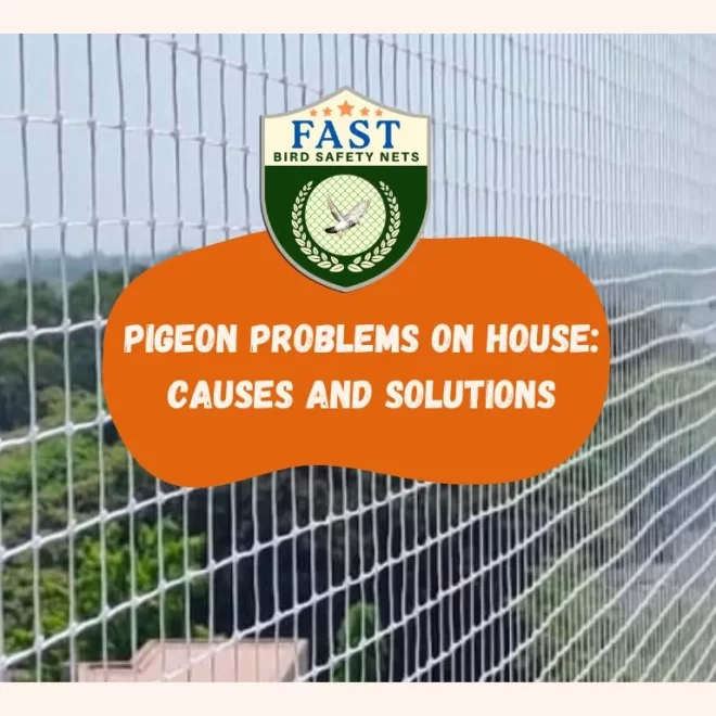 Pigeon Problems on House: Causes and Solutions