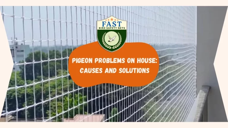 Pigeon Problems on House: Causes and Solutions