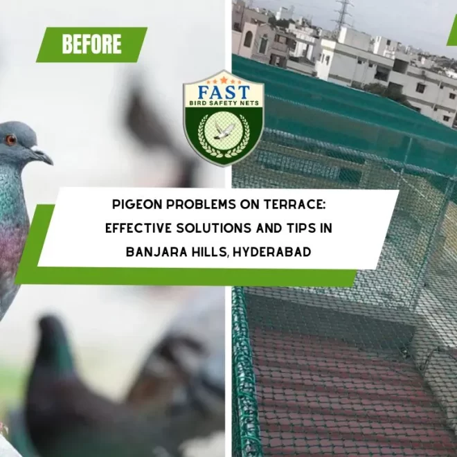 Pigeon Problems on Terrace: Effective Solutions and Tips in Banjara Hills, Hyderabad