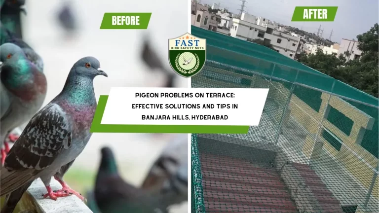 Pigeon Problems on Terrace: Effective Solutions and Tips in Banjara Hills, Hyderabad