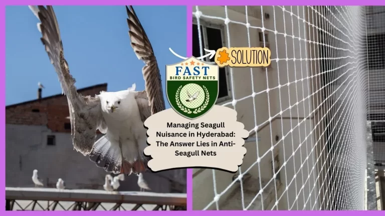 Managing Seagull Nuisance in Hyderabad: The Answer Lies in Anti Seagull Nets