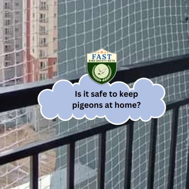 Is it safe to keep Pigeons at Home?