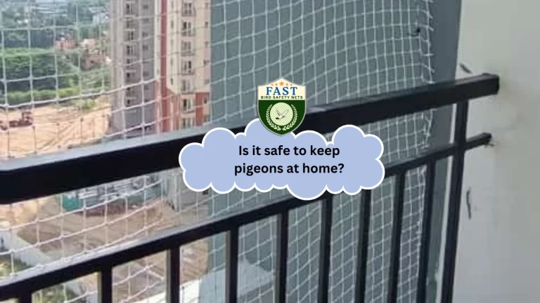 Is it safe to keep Pigeons at Home?