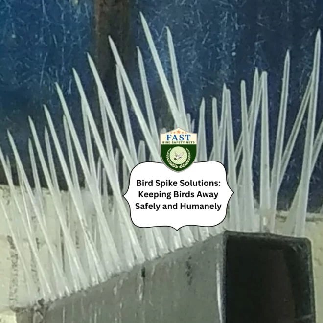 Bird Spike Solutions: Keeping Birds Away Safely and Humanely