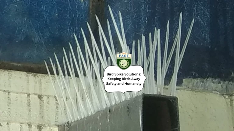 Bird Spike Solutions: Keeping Birds Away Safely and Humanely