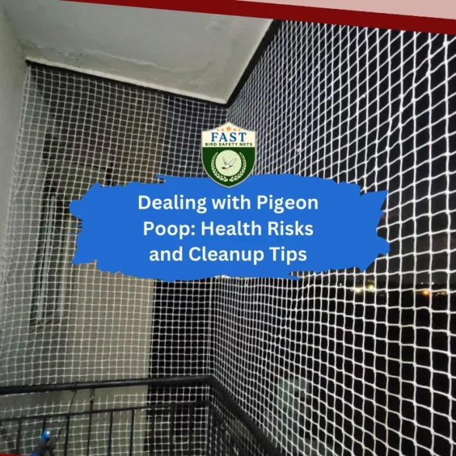 Dealing with Pigeon Poop: Health Risks and Cleanup Tips
