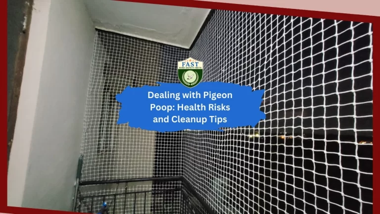 Dealing with Pigeon Poop: Health Risks and Cleanup Tips