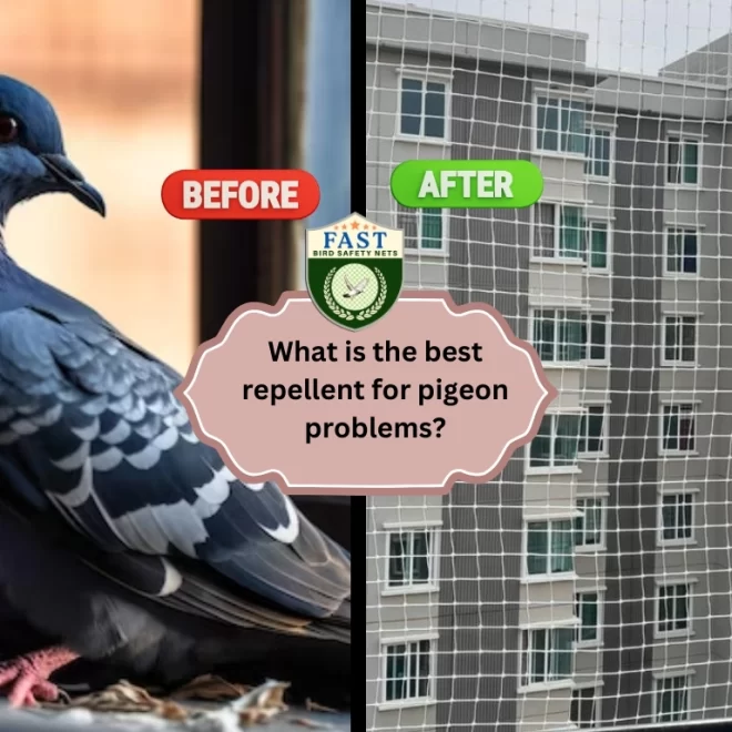 What is the Best Repellent for Pigeon Problems?