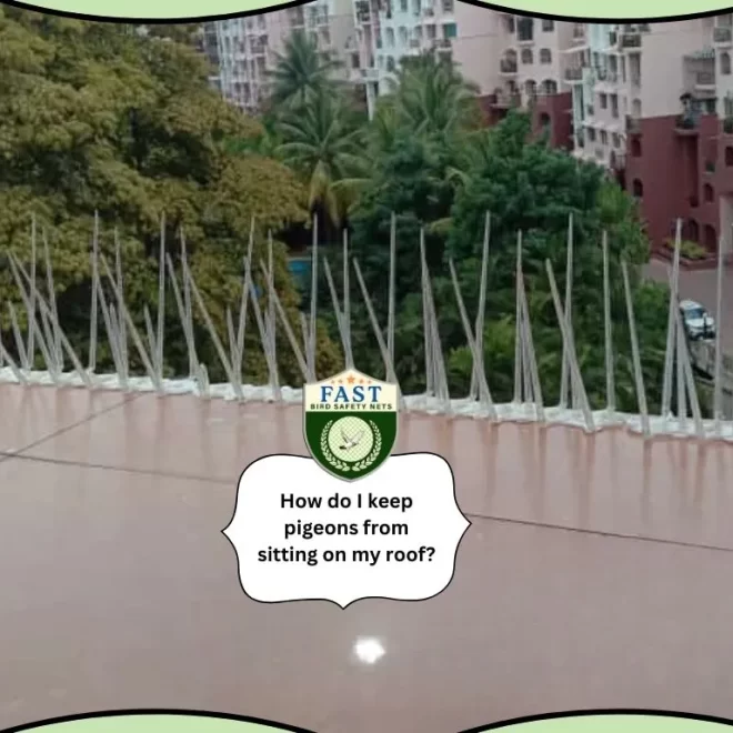 How do I keep Pigeons from sitting on my Roof?