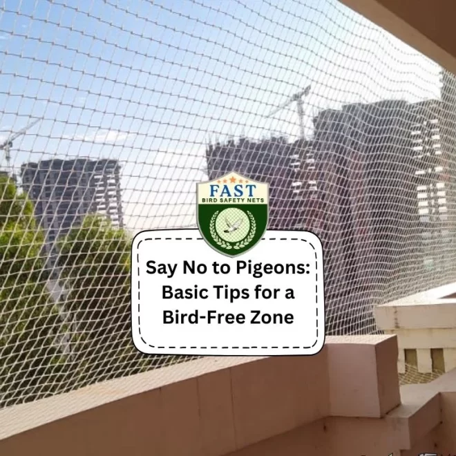 Say No to Pigeons: Basic Tips for a Bird-Free Zone