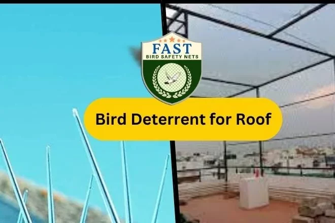 The Best Pigeon Deterrents for Your Roof