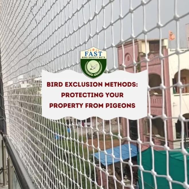 Bird Exclusion Methods: Protecting Your Property from Pigeons