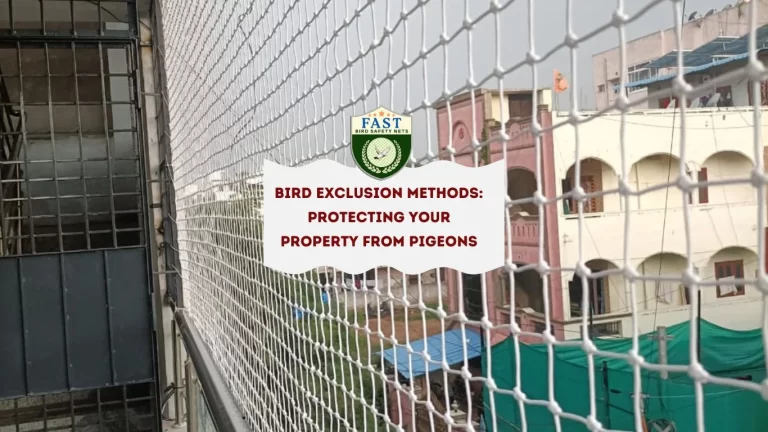 Bird Exclusion Methods: Protecting Your Property from Pigeons