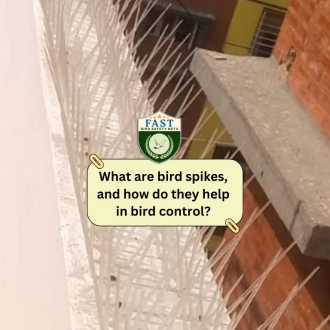 What are bird spikes, and how do they help in bird control? – Functionality of bird spikes
