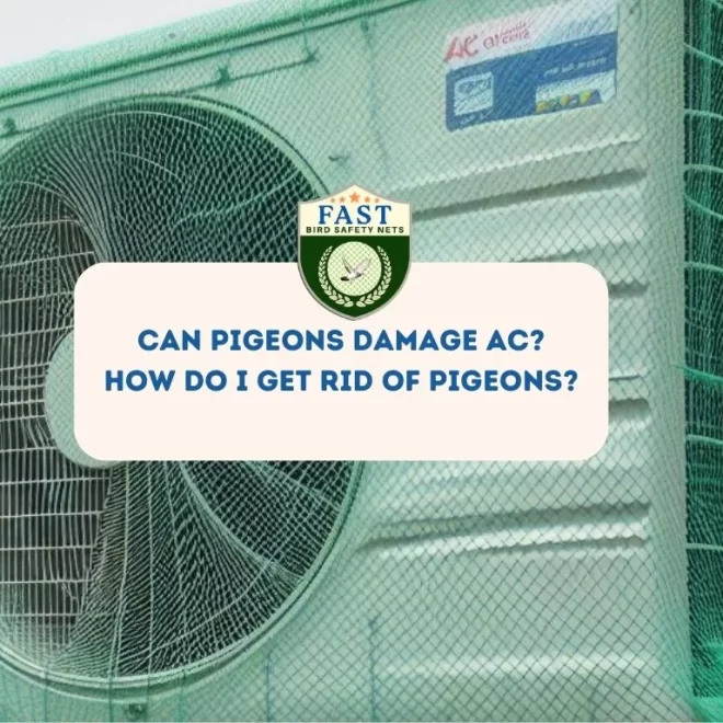 Can pigeons damage AC? How do I get rid of pigeons?