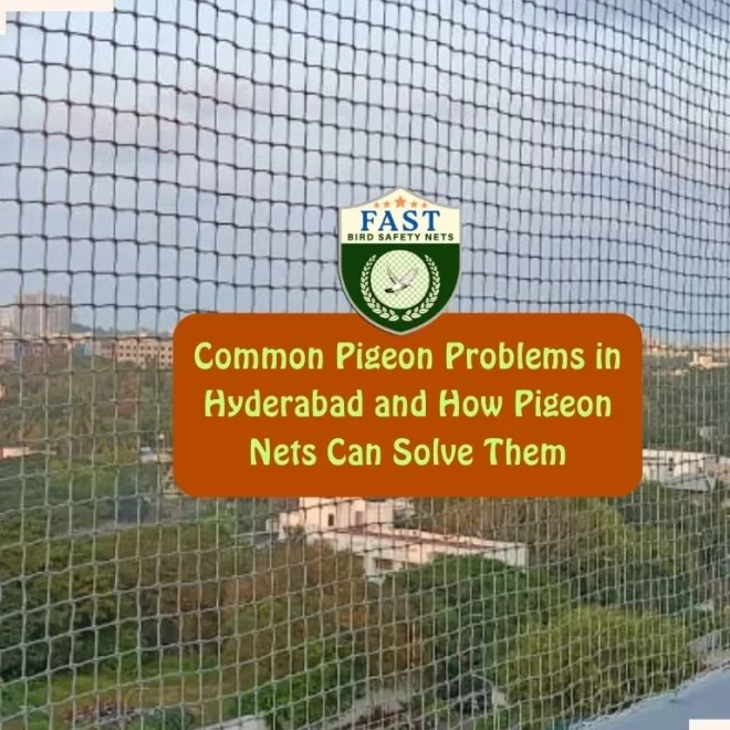 Common Pigeon Problems in Hyderabad and How Pigeon Nets Can Solve Them