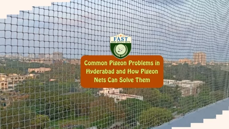 Common Pigeon Problems in Hyderabad and How Pigeon Nets Can Solve Them