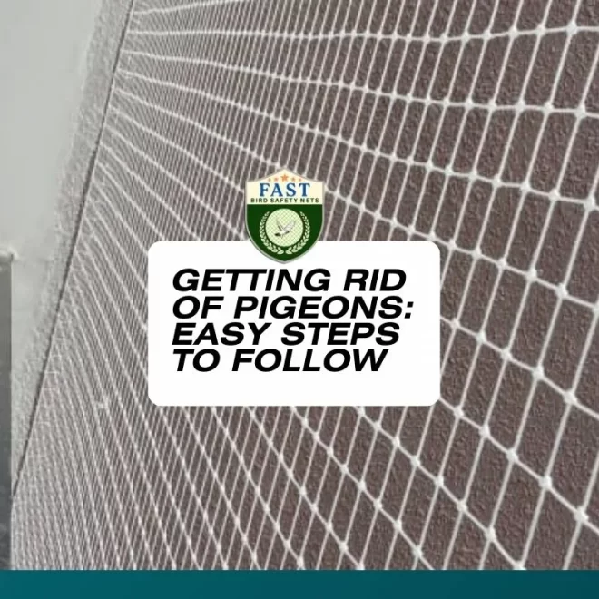 Getting Rid of Pigeons: Easy Steps to Follow