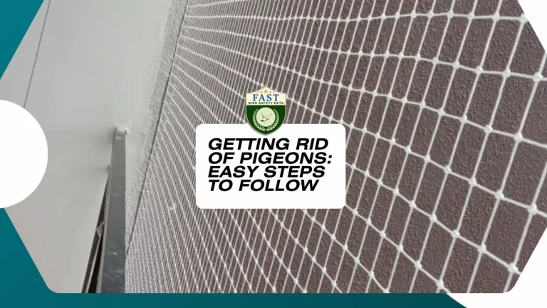 Getting Rid of Pigeons: Easy Steps to Follow