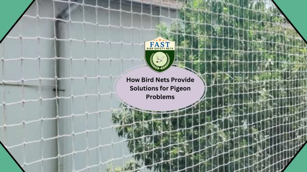 How Bird Nets Provide Solutions for Pigeon Problems