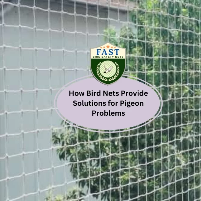 How Bird Netting Provide Solutions for Pigeon Problems?