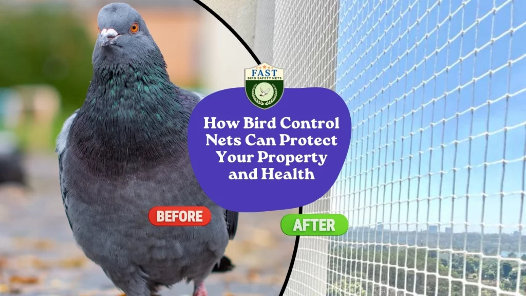 How Bird Control Nets can Protect Your Property & Health