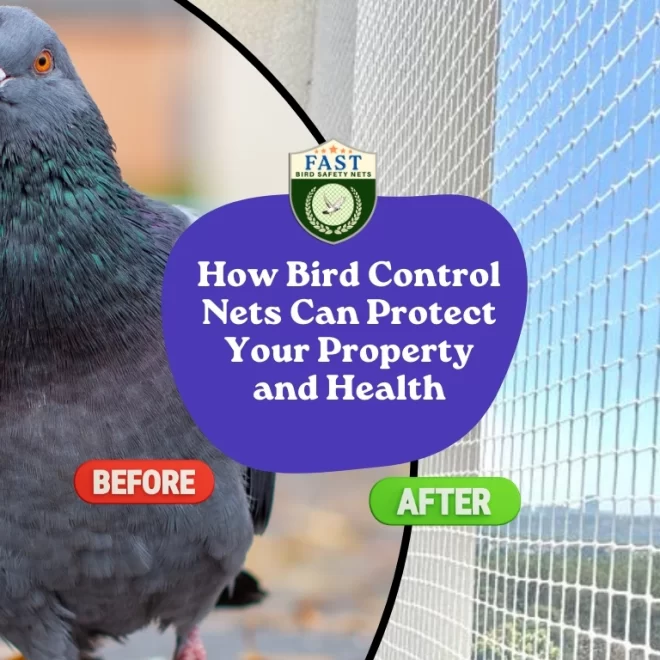 How Bird Control Nets Can Protect Your Property and Health
