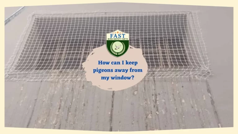How can I keep pigeon away from my window?