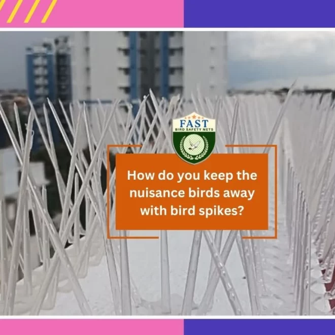 How do you keep the nuisance birds away with bird spikes?