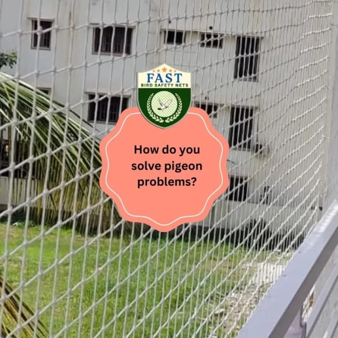 How do you solve pigeon problem?