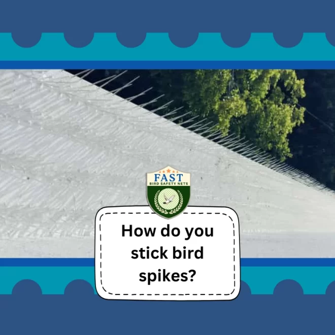 How do you stick bird spikes?