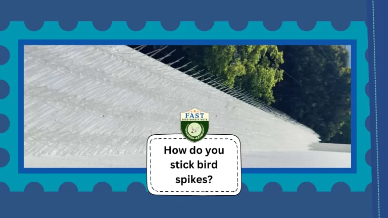 How do you stick bird spikes?