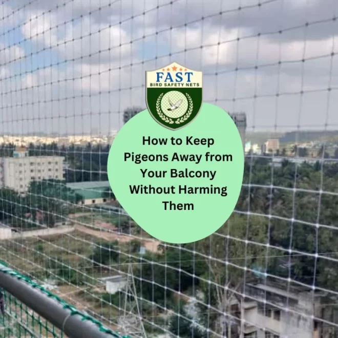 How to Keep Pigeon Away from Your Balcony Without Harming Them