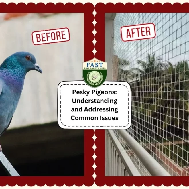 Pesky Pigeons: Understanding and Addressing Common Pigeon Issues