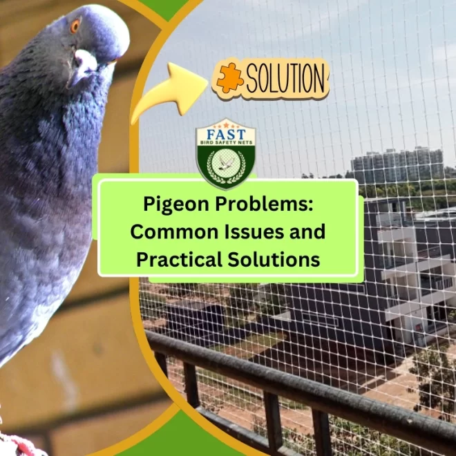 Pigeon Problems: Common Issues and Practical Solutions