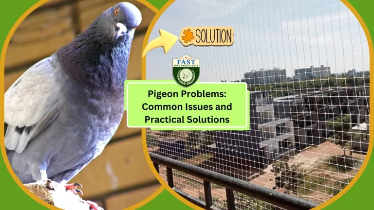 Pigeon Problems: Common Issues and Practical Solutions