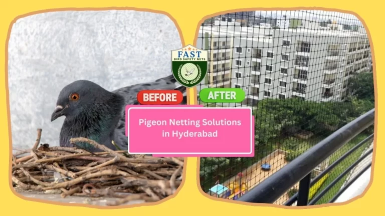 Pigeon Netting Solutions Available Near Hyderabad
