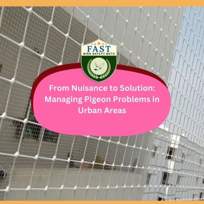 From Nuisance to Solution: Managing Pigeon Problems in Urban Areas