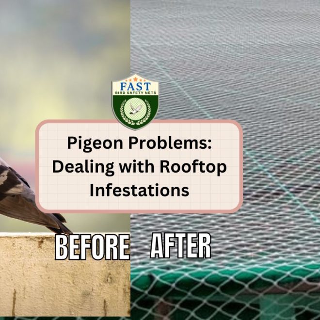 Pigeon Problems: Dealing with Rooftop Infestations
