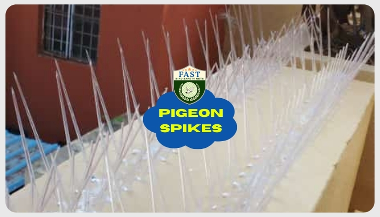 pigeon proofing spikes