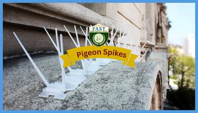 pigeon spikes