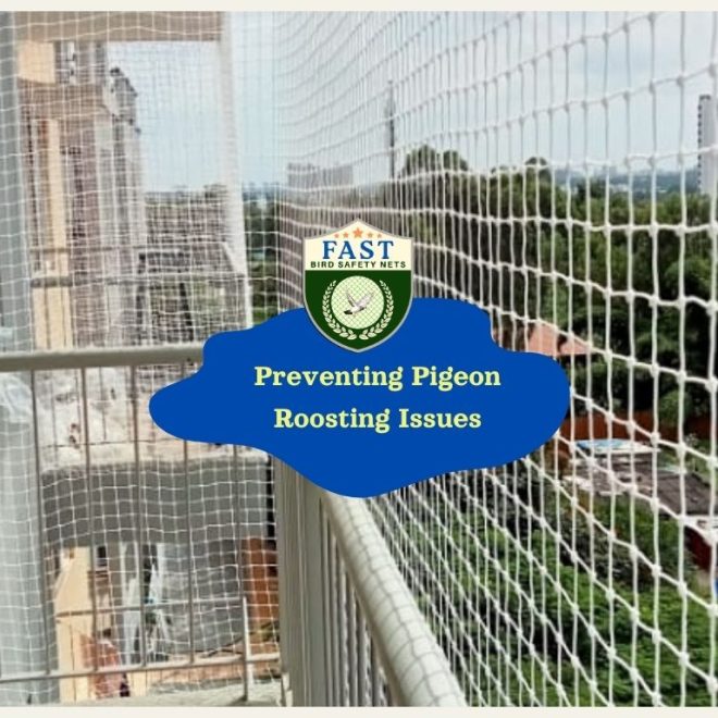 Preventing Pigeon Roosting Issues