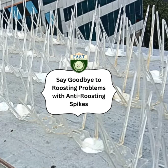 Say Goodbye to Roosting Problems with Anti-Roosting Spikes